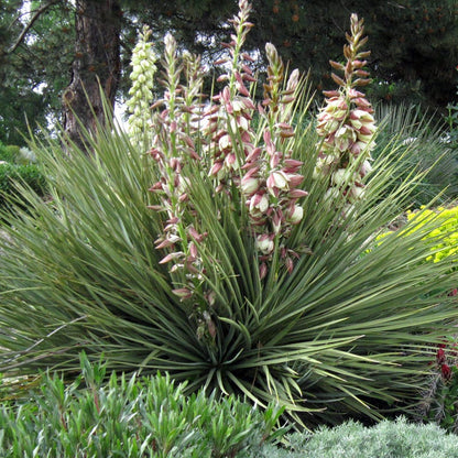 Plains Yucca