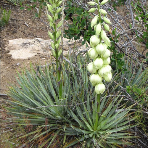 Blue Doll House Yucca