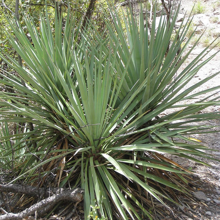 Schott's Yucca, Yucca schottii | High Country Gardens