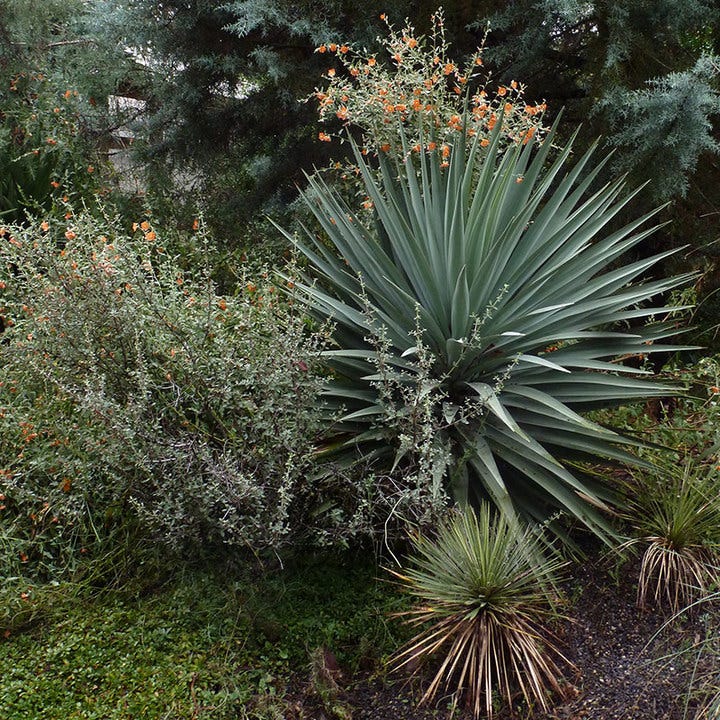 Schott's Yucca, Yucca schottii | High Country Gardens