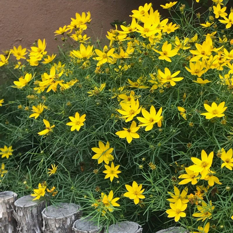 Jumbo Waterwise Pre-Planned Garden For The West Coast