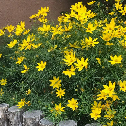 Jumbo Waterwise Pre-Planned Garden For The West Coast