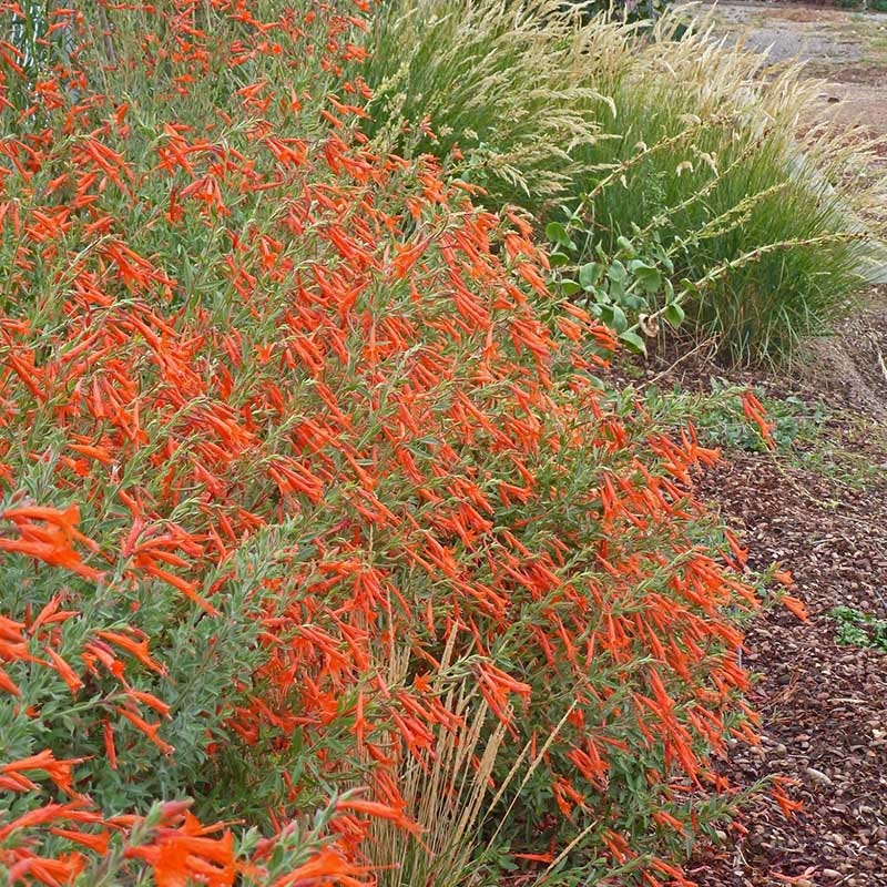 Sky Island Orange Hummingbird Trumpet (Zauschneria)