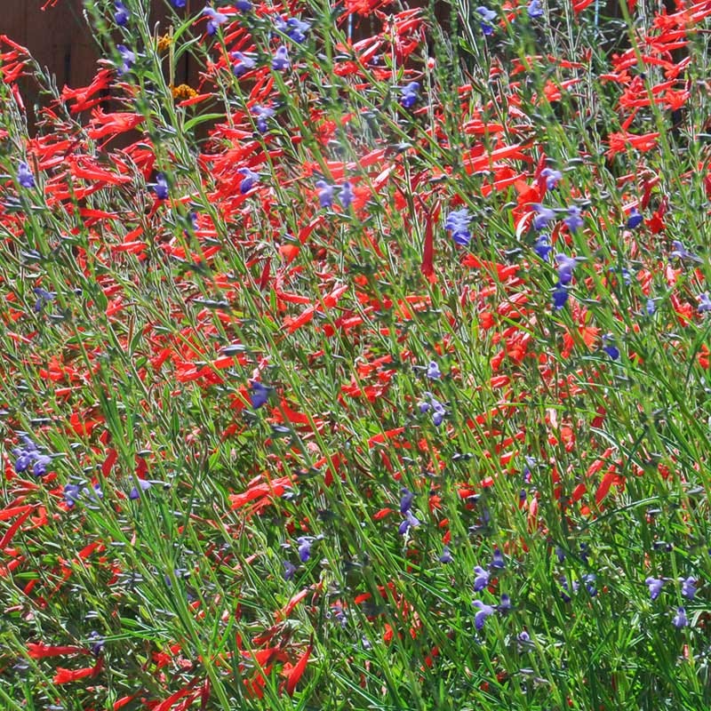 Sky Island Orange Hummingbird Trumpet, Zauschneria canum var