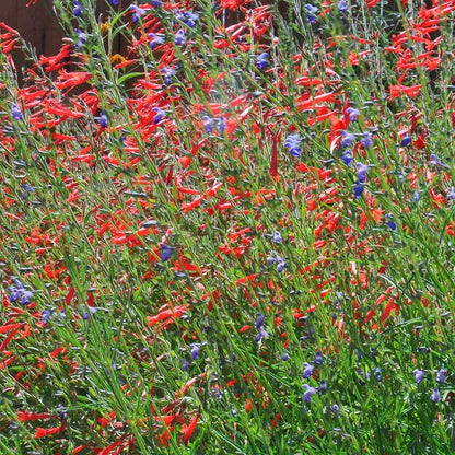 Sky Island Orange Hummingbird Trumpet (Zauschneria)