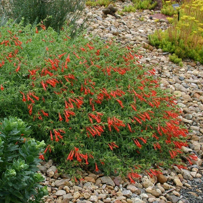 Orange Carpet® Creeping Hummingbird Trumpet (Zauschneria)