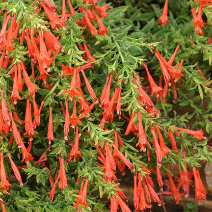 Native Pacific Northwest Songbird Pre-Planned Garden