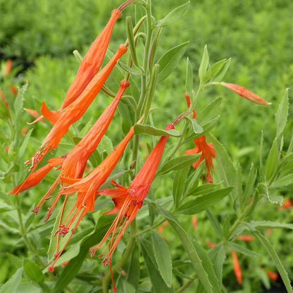 Sky Island Orange Hummingbird Trumpet (Zauschneria)
