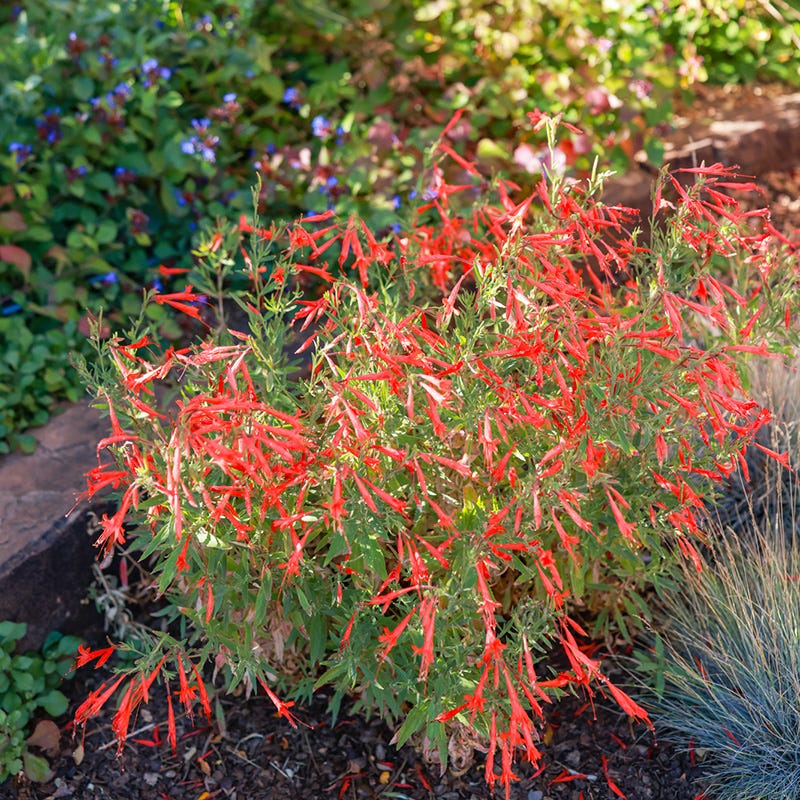 hummingbird succulent Sky Island Orange Hummingbird Trumpet, Zauschneria canum var. arizonica