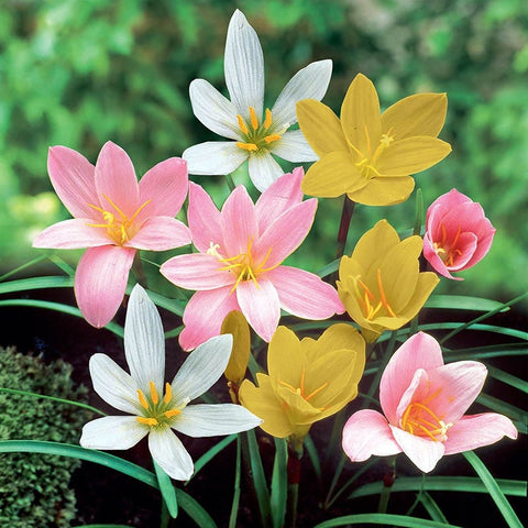 Rain Lily Bulbs Mix, Zephyranthes Mix