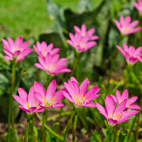 lily rain flower Pink Rain Lily Bulbs, Zephyranthes Pink, Fairy Lilies