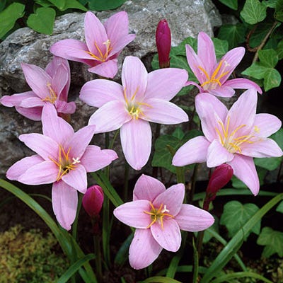 pink rain lily flower Pink Rain Lily Bulbs, Zephyranthes Pink, Fairy Lilies