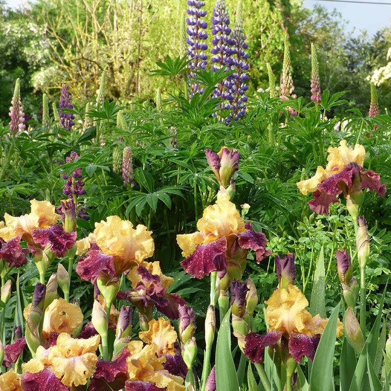 Ziggy Reblooming Bearded Iris - Thumbnail 3