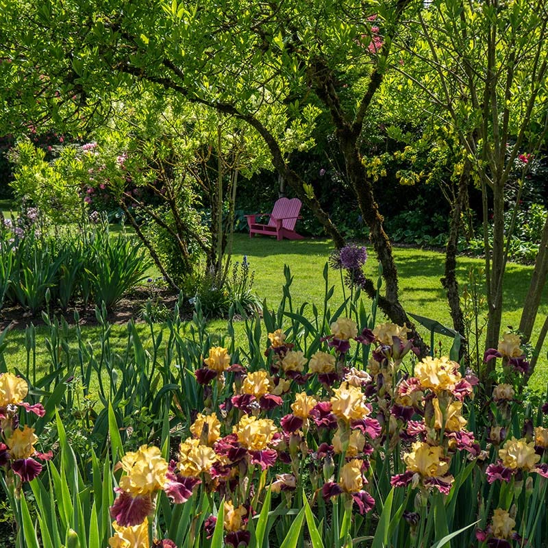 Ziggy Reblooming Bearded Iris - Thumbnail 4