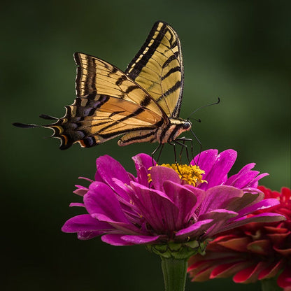 Zinnia Seeds