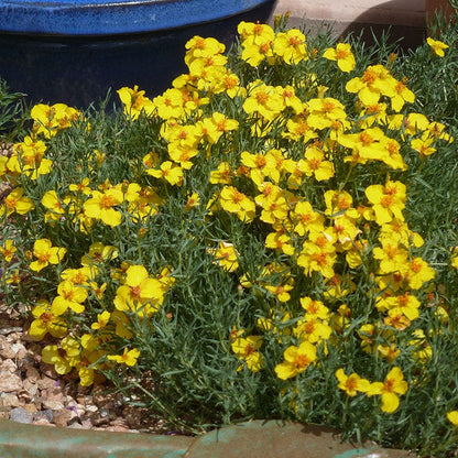 High Country Gardens Signature Collection